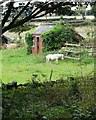 Small white horse near Flockton