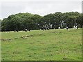 NS2913 : Holstein heifers by Richard Webb