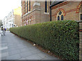 Privet hedge outside St Matthew