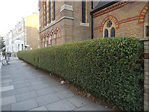 TQ2479 : Privet hedge outside St Matthew's church by Stephen Craven