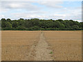 Public footpath through recently harvested wheat field, Great Braxted