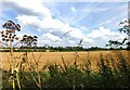 Field on the edge of town