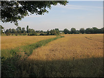 TL5065 : Field off Bannold Road by Hugh Venables