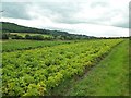 Field of Potatoes near Doe Lea