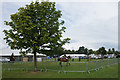 Horses at the Perth Show at the South Inch