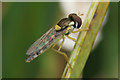 A hoverfly of the Sphaerophoria genus, Birkdale dunes