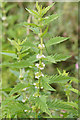 Gypsywort (Lycopus europaeus), Birkdale dunes