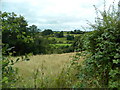 Grassland and trees, Maesycrugiau