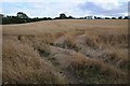 Arable land near Pipewell