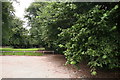 Hazel trees by the carpark on Little Coates Road