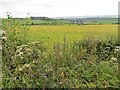 Barley, Burnbank