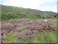 Heather at Strome