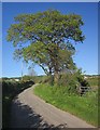 Oak trees by Haye Lane