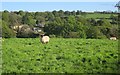 Sheep near Haye