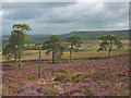 SD6748 : Trees on Kitcham Hill, Birkett Fell by Karl and Ali