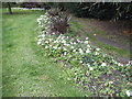 Flowerbeds in Priory Park