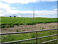 Power lines crossing a potato field south of the Ballyhornan to Downpatrick road