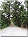 Farm access track through forest off Flush Road