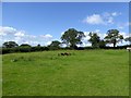 Grazing sheep near Bowerwood