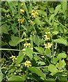 Yellow Archangel near the Avon