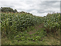 SJ5947 : Maize plantation by William Starkey
