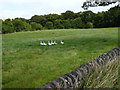 Six geese beside a wall