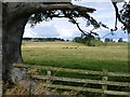 Cattle and sheep in pasture