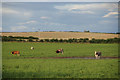 Cattle near Airntully