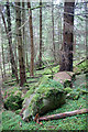 Woodland near Cally car park, Dunkeld