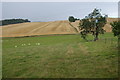 Fields by Manor Farm, Chartley