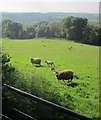 Sheep near Bremridge