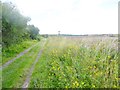 Winfrith Heath, wild flowers