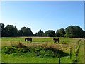 Chestnut Field