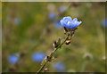 The National Wildflower Centre - a cornflower?