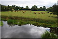 Cows by the River Blithe