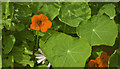 SJ4190 : The National Wildflower Centre - a long headed poppy (Papaver dubium)? by Ian Greig