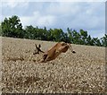 Leaping deer in wheat field near Hawklaw