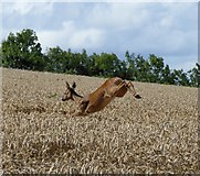 NO3715 : Leaping deer in wheat field near Hawklaw by Jackie Proven