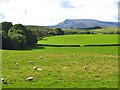 NY7909 : Sheep pastures near Whingill by Gordon Hatton