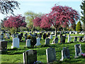 Spring blossom, Merton and Sutton Joint Cemetery