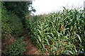 Path through a field of maize