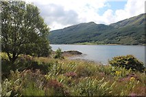 NS0679 : Lush summer growth by Loch Striven by Alan Reid