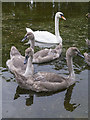 J3675 : Swan and cygnets, Belfast by Mr Don't Waste Money Buying Geograph Images On eBay