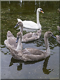 J3675 : Swan and cygnets, Belfast by Rossographer