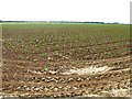 TF3945 : Field of Brassica by Alex McGregor