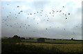 Fields and crows near Scurlage looking towards coast