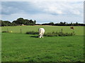 TM4565 : Cows in field near Eastbridge Farm by Roger Jones