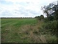 Uncultivated field margin, south-west of College Farm