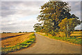 Typical Lincolnshire, near Heckington 1993