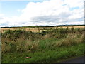 Farmland west of the Killard Road